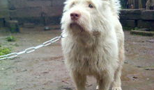 下司犬视频,忠诚守护的中华犬种风采